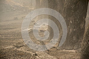 Logs burned by forest fire