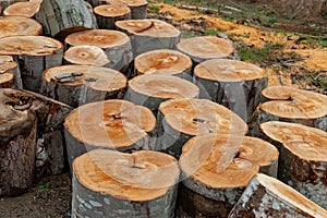 Logs of chopped trees lying