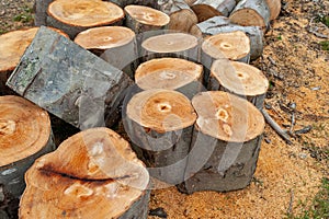 Logs of chopped trees lying