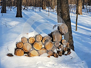 Logs covered with snow, preparing firewood