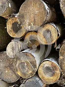 a large stack of firewood logs neatly piled in a forest clearing.