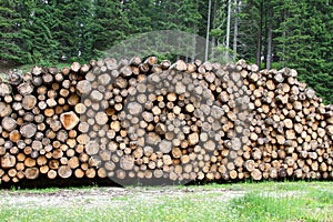 Logs cut by loggers in the mountains for the furniture industry