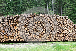 Logs cut by loggers in the mountains for the furniture industry photo