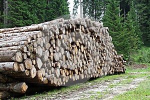 Logs cut by loggers in the mountains 1 photo