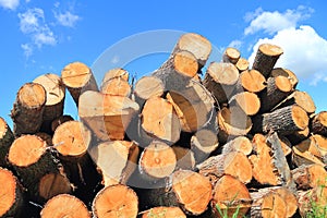 The logs of deciduous trees