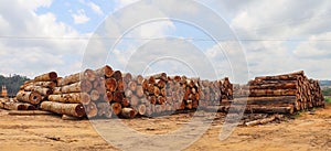 Logs extracted from Amazon rainforest