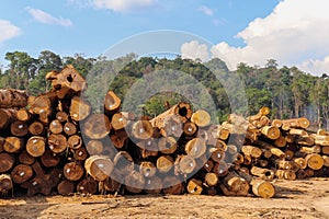 Logs extracted from Amazon rainforest