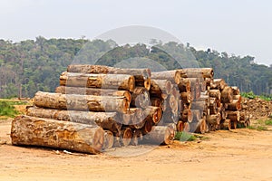 Logs extracted from Amazon rainforest