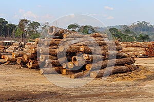 Logs extracted from Amazon rainforest