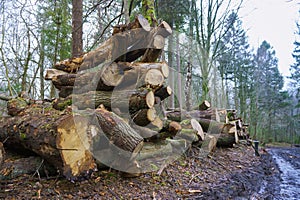 Logs from felled tree trunks, felled trees in a stack
