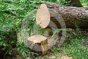 Logs from felled tree trunks, felled trees in a stack