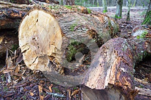 Logs from felled tree trunks, felled trees in a stack