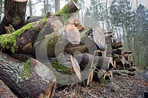 Logs from felled tree trunks, felled trees in a stack