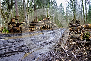 Logs from felled tree trunks, felled trees in a stack