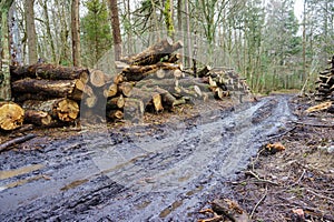 Logs from felled tree trunks, felled trees in a stack