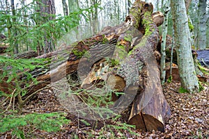 Logs from felled tree trunks, felled trees in a stack