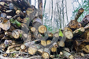Logs from felled tree trunks, felled trees in a stack