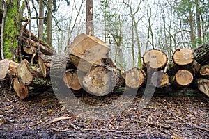 Logs from felled tree trunks, felled trees in a stack