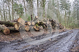 Logs from felled tree trunks, felled trees in a stack