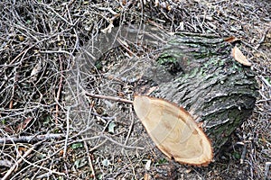 Logs fellings sawmill