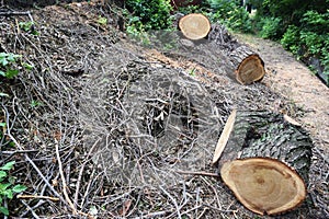 Logs fellings sawmill