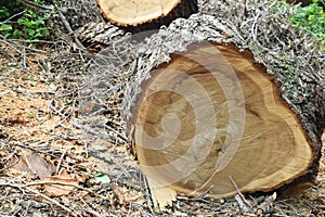 Logs fellings sawmill