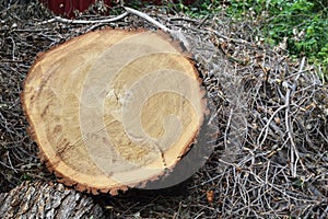 Logs fellings sawmill