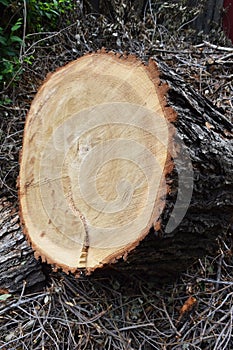 Logs fellings sawmill