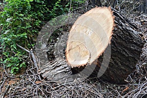 Logs fellings sawmill