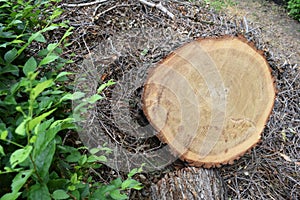 Logs fellings sawmill