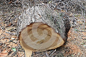 Logs fellings sawmill