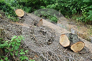 Logs fellings sawmill