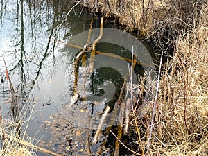 Logs floating in the lake