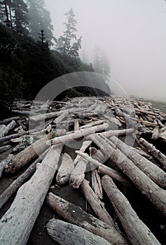 Logs on foggy beach photo