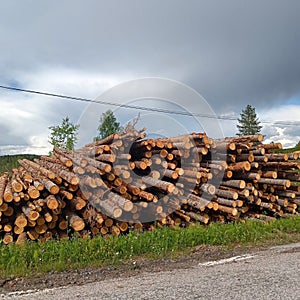 logs, forest cut down along the road