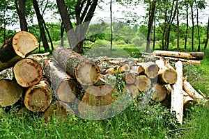 Logs in Forest