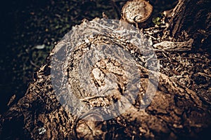 Logs in the forestbig log i found in the park