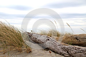 Logs and grass on the beach