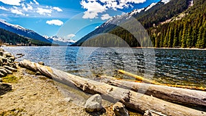 Logs laying on the shore of Duffey Lake