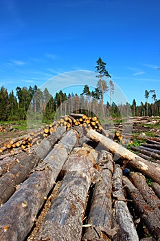 Logs in the logging