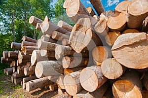 Logs at lumber mill