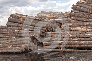 Logs at lumber mill