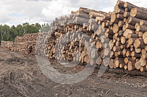 Logs at lumber mill