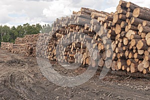 Logs at lumber mill photo