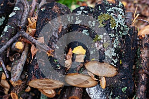 Logs with moss in forest. Freshly cut tree trunks, neatly stacked in forest, background of wet autumn timbers or logs