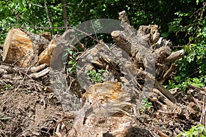 Logs and mud and flotsam from a flood after a massive severe storm