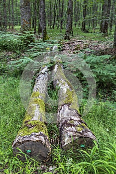 Logs in oak forest at le TronÃ§ais in France.
