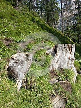 Logs in path around Braies lake