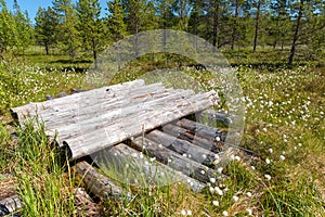 The logs are piled on a forest swamp on Anzersky Island