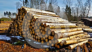 Logs pilled up in the forest waiting to be transported to the sawmill